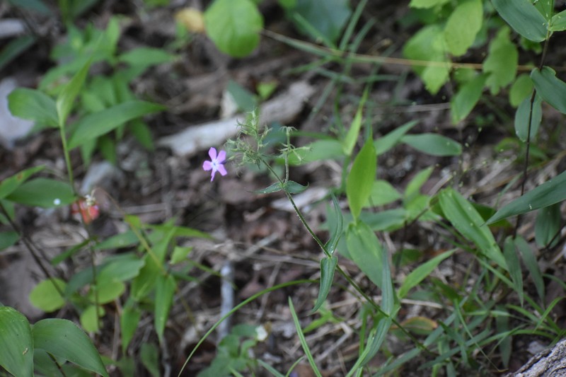 Phlox pilosa subsp. ozarkana photo 7