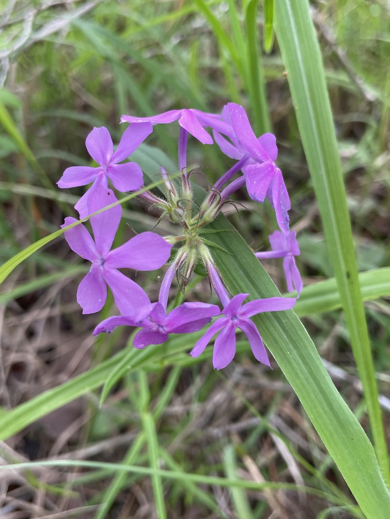 Phlox pilosa subsp. ozarkana photo 8