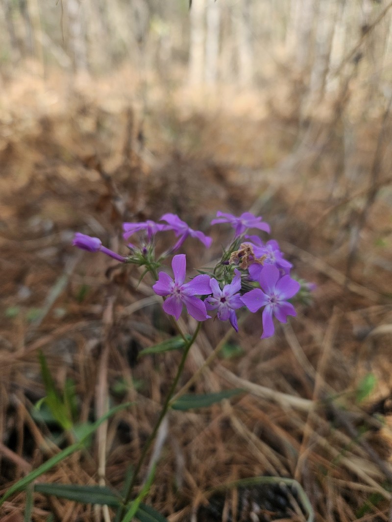 Phlox pilosa subsp. pilosa