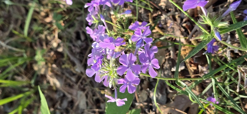 Phlox pilosa subsp. pilosa photo 2