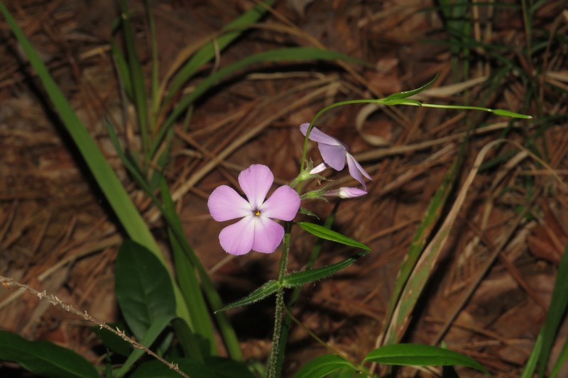 Phlox pilosa subsp. pilosa photo 3