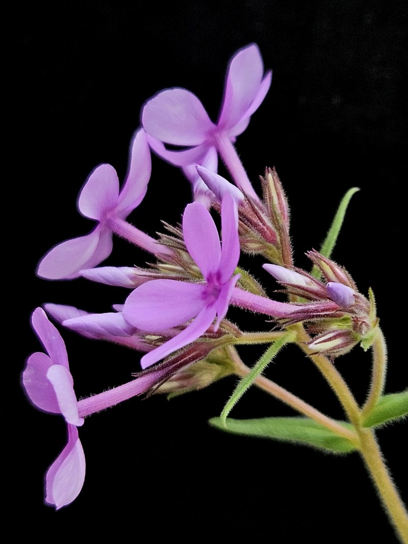 Phlox pilosa subsp. pilosa photo 4