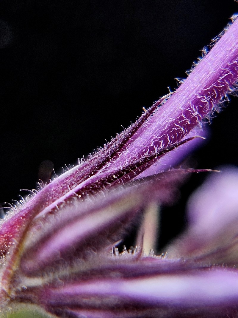 Phlox pilosa subsp. pilosa photo 5