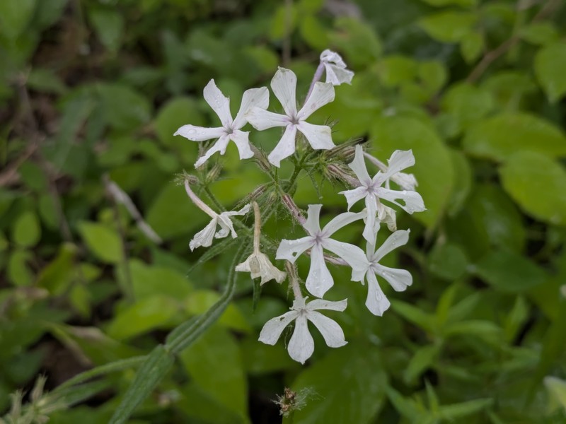 Phlox pilosa subsp. pilosa photo 6