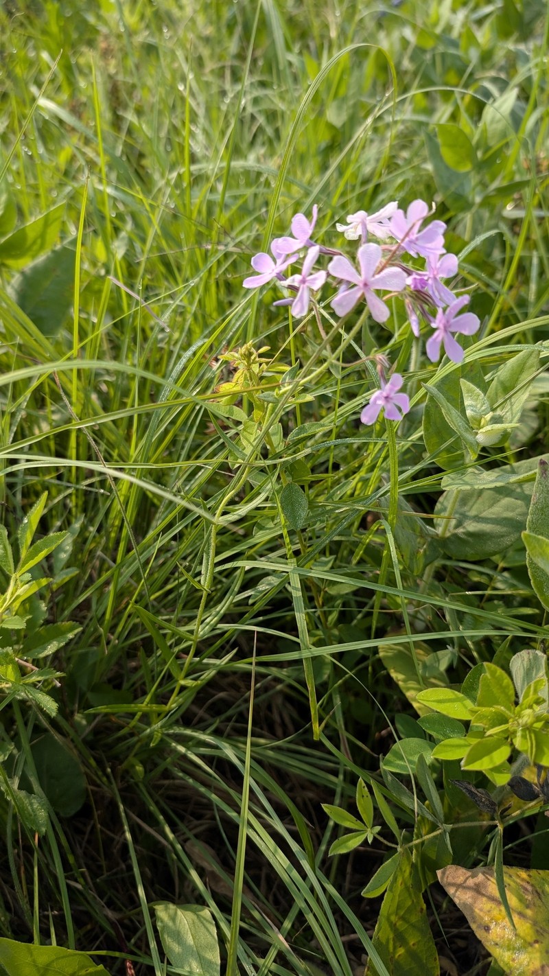 Phlox pilosa subsp. pilosa photo 7