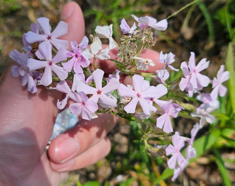Phlox pilosa subsp. pilosa photo 8