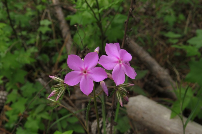 Phlox pilosa subsp. pulcherrima