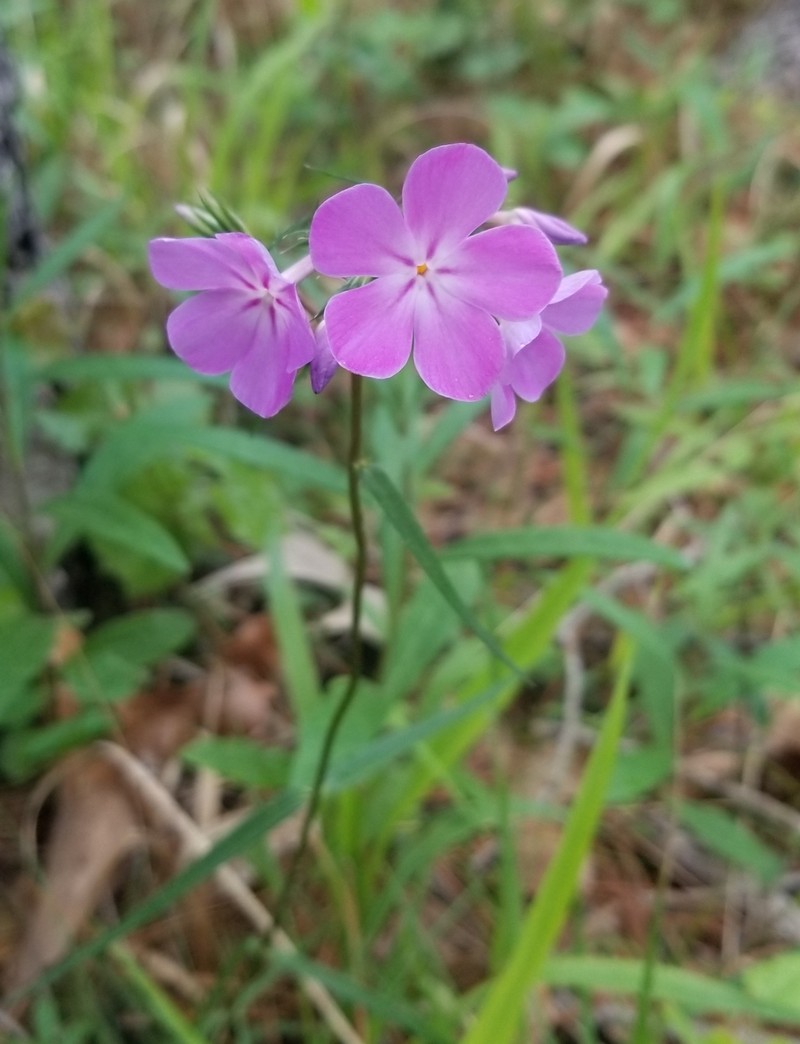 Phlox pilosa subsp. pulcherrima photo 2