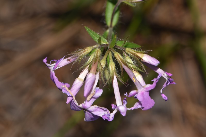 Phlox pilosa subsp. pulcherrima photo 3