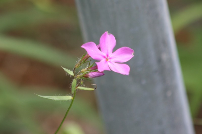 Phlox pilosa subsp. pulcherrima photo 4