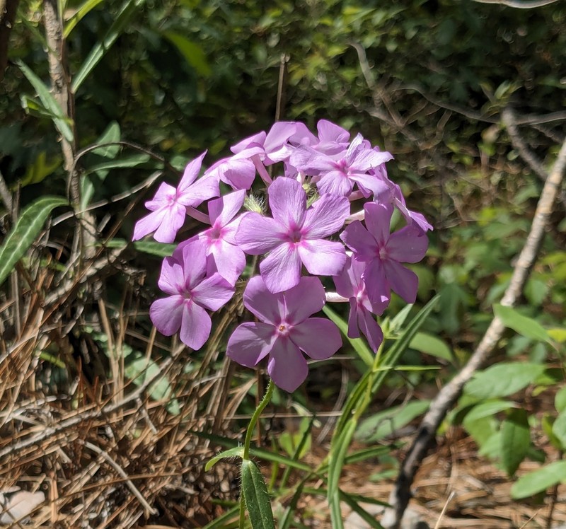Phlox pilosa subsp. pulcherrima photo 5