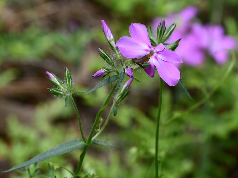 Phlox pilosa subsp. pulcherrima photo 6