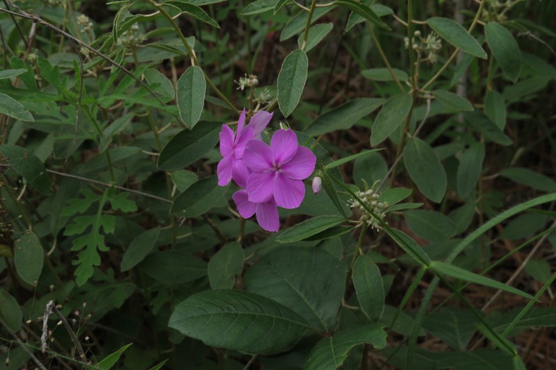 Phlox pilosa subsp. pulcherrima photo 7