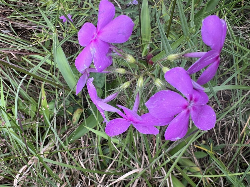 Phlox pilosa subsp. pulcherrima photo 8
