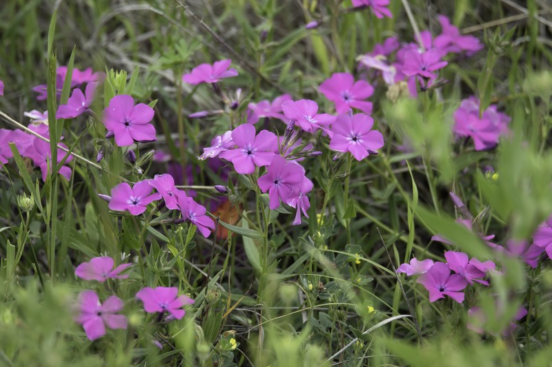 Phlox pilosa subsp. riparia