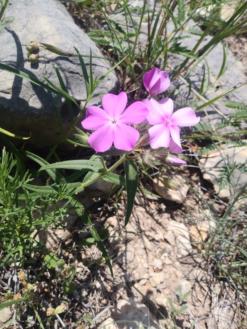 Phlox pilosa subsp. riparia photo 2