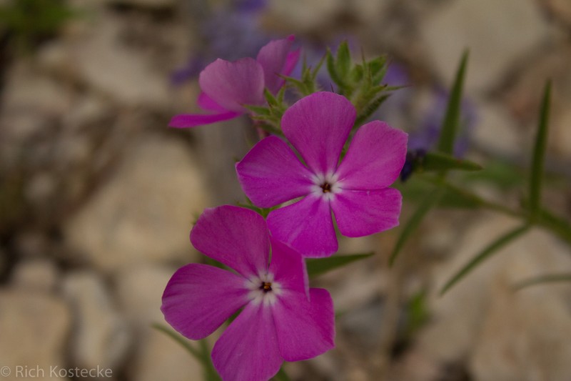 Phlox pilosa subsp. riparia photo 3