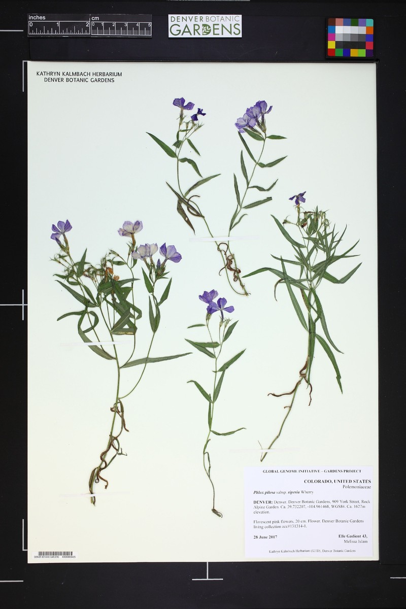 Phlox pilosa subsp. riparia photo 4