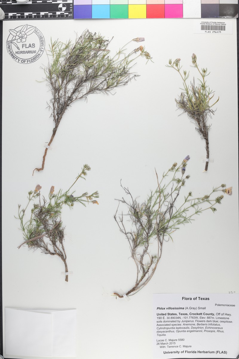 Phlox pilosa subsp. riparia photo 5