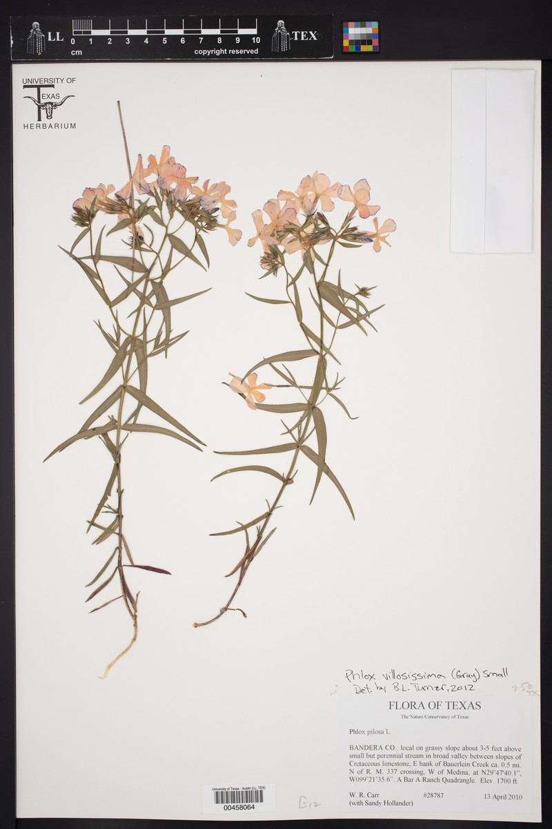 Phlox pilosa subsp. riparia photo 6