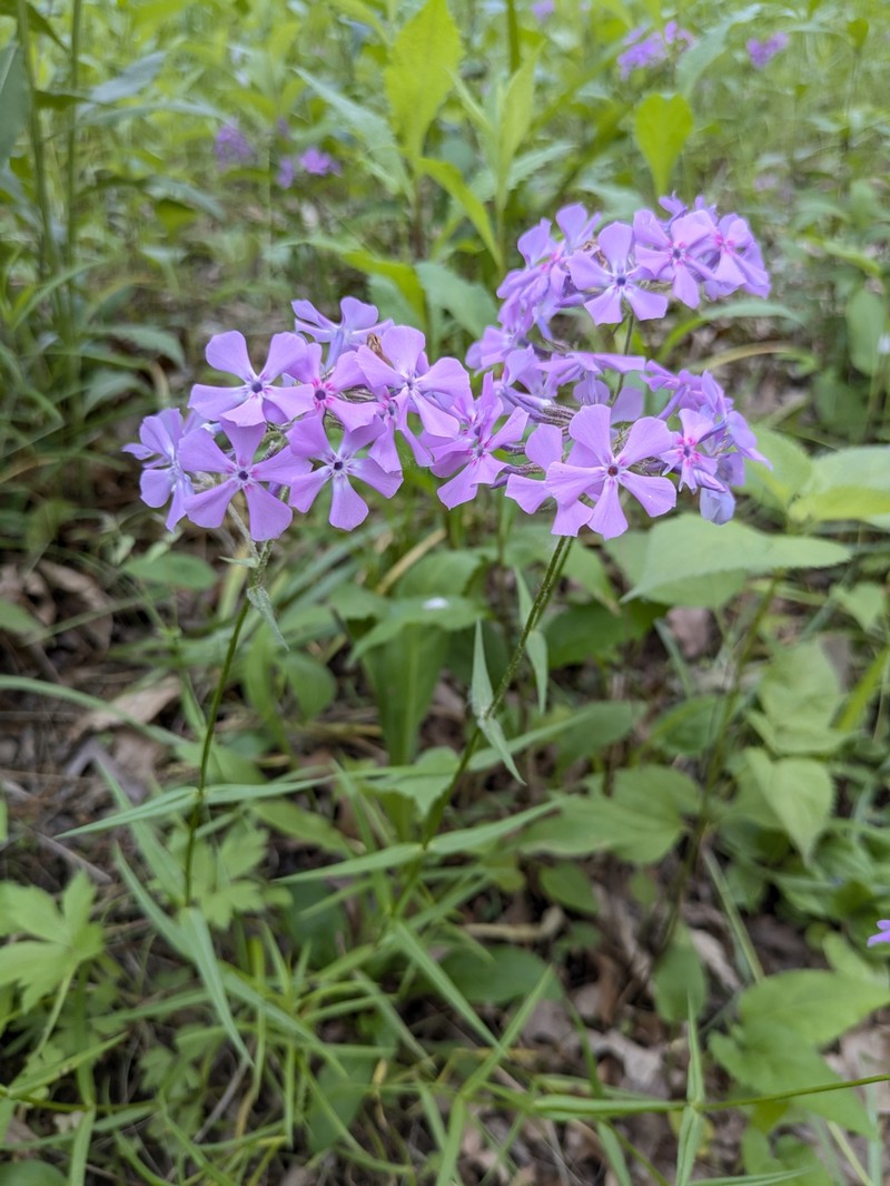 Phlox pilosa subsp. sangamonensis