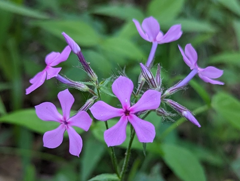 Phlox pilosa subsp. sangamonensis photo 2
