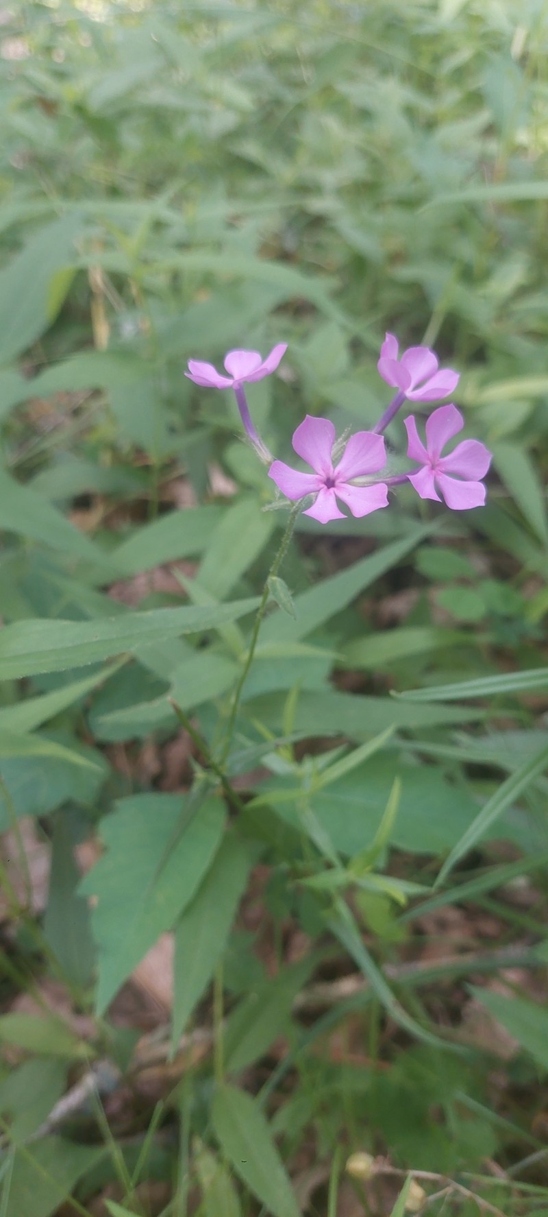 Phlox pilosa subsp. sangamonensis photo 3