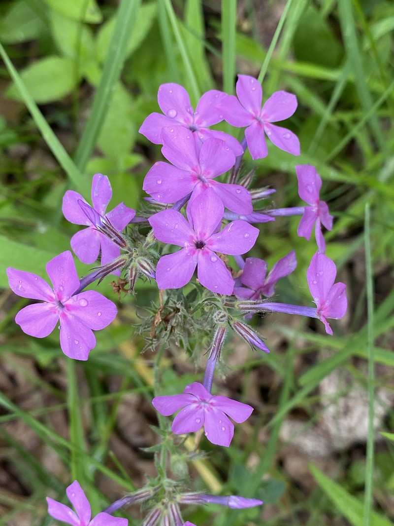 Phlox pilosa subsp. sangamonensis photo 4