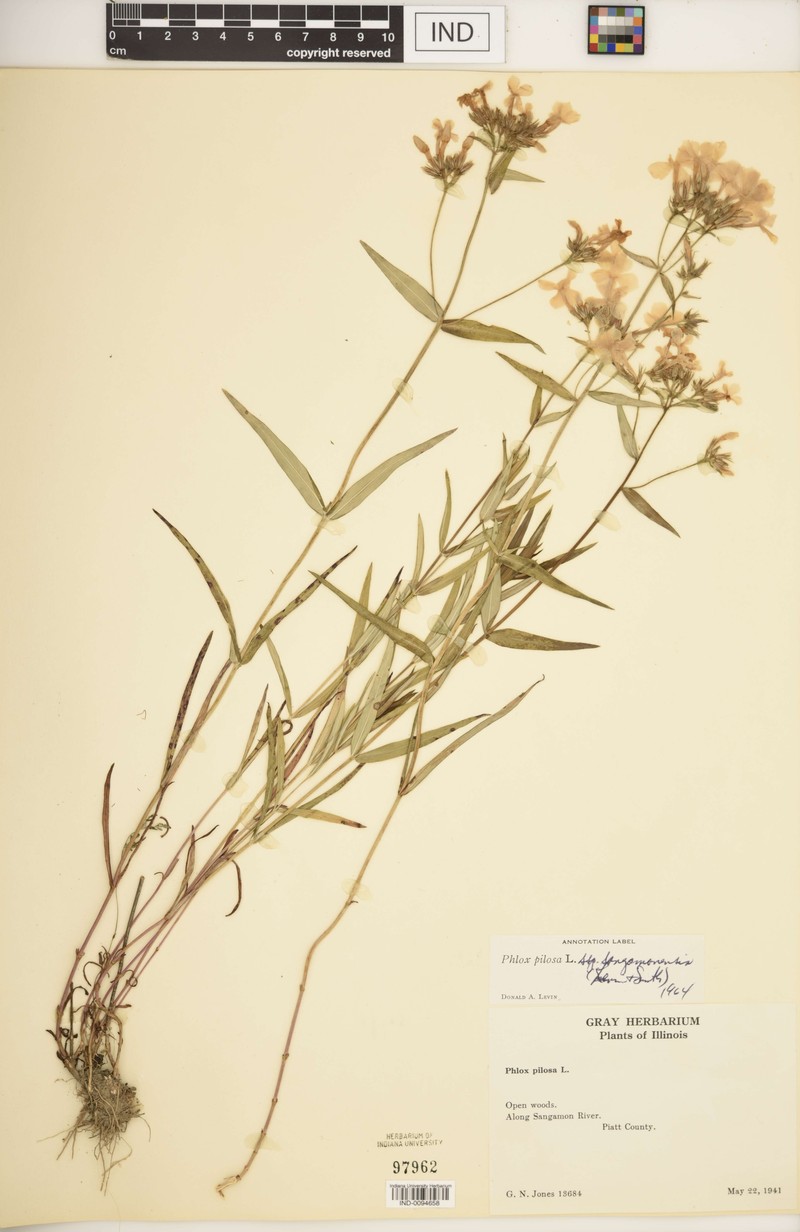 Phlox pilosa subsp. sangamonensis photo 6