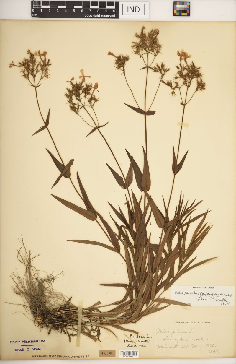 Phlox pilosa subsp. sangamonensis photo 7
