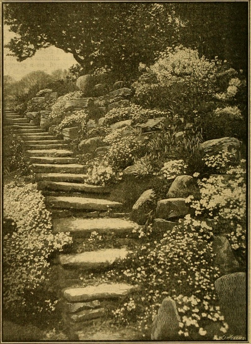 Phlox photo 6