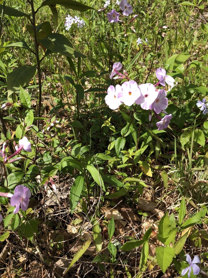 Alabama Phlox photo 3