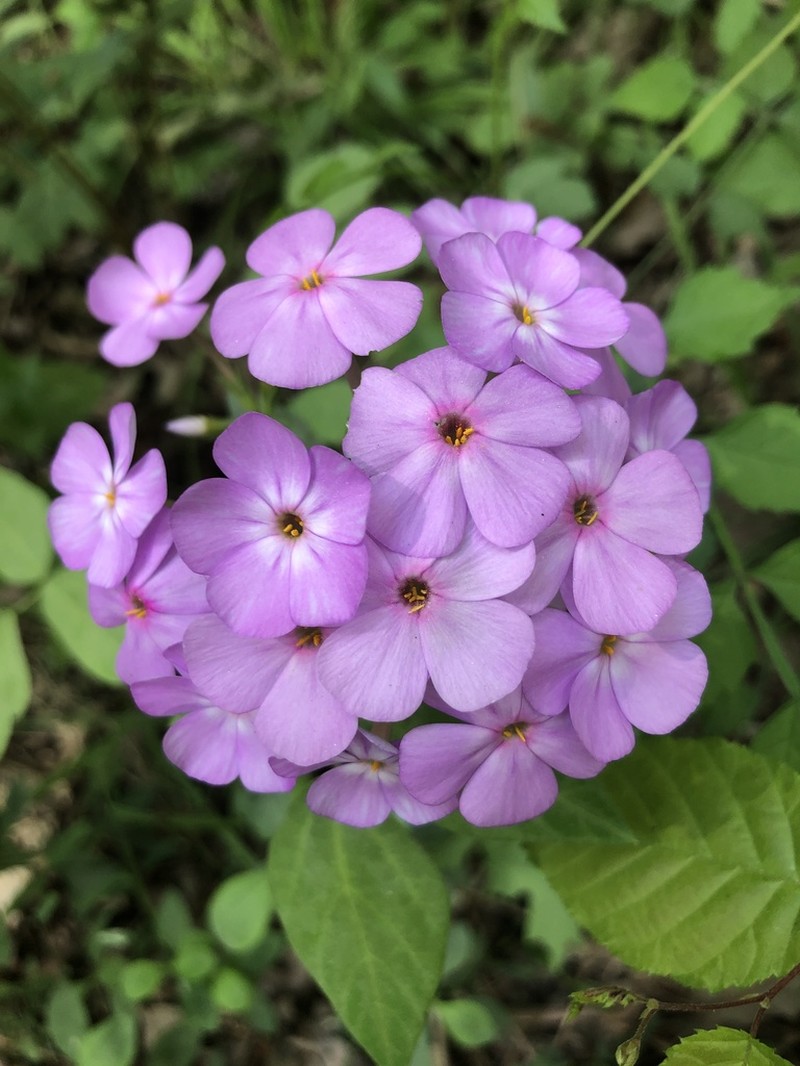 Alabama Phlox photo 4