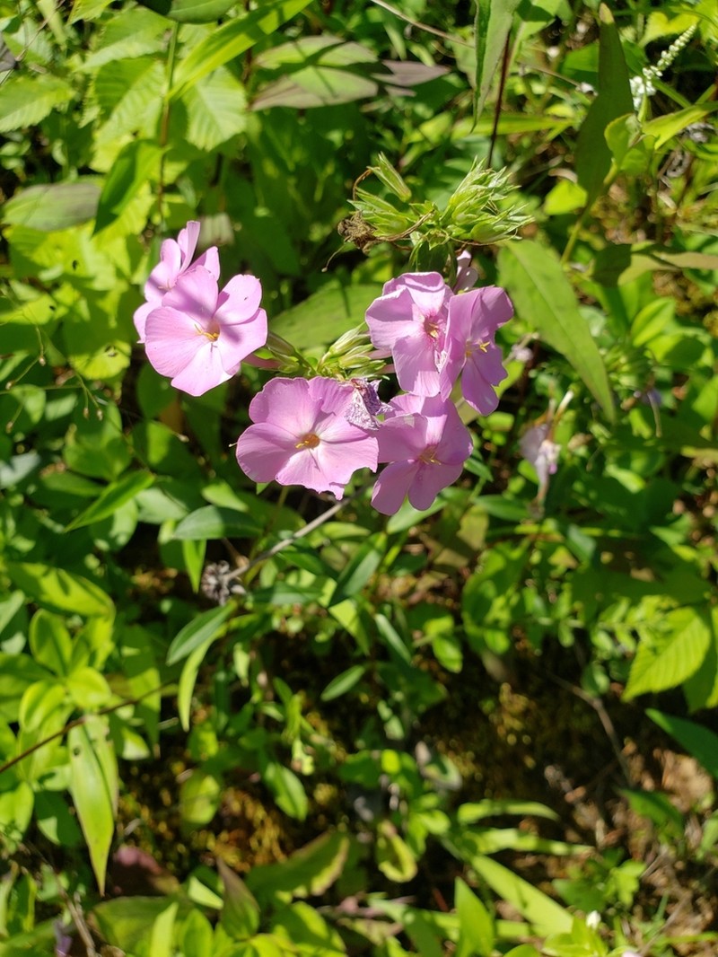 Alabama Phlox photo 5