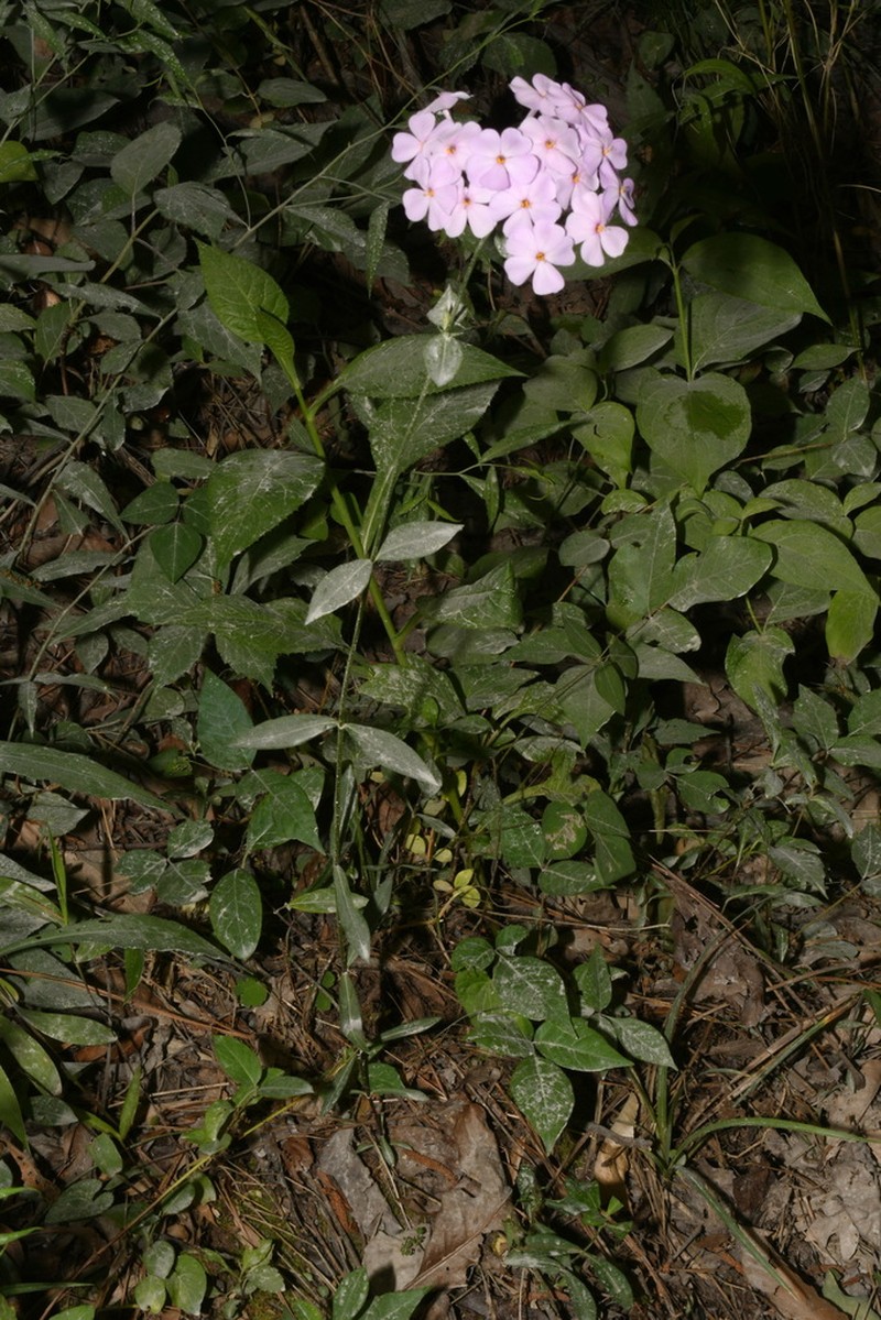 Alabama Phlox photo 6