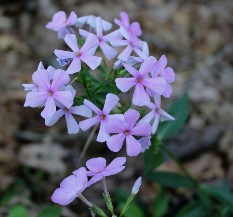 Alabama Phlox photo 7