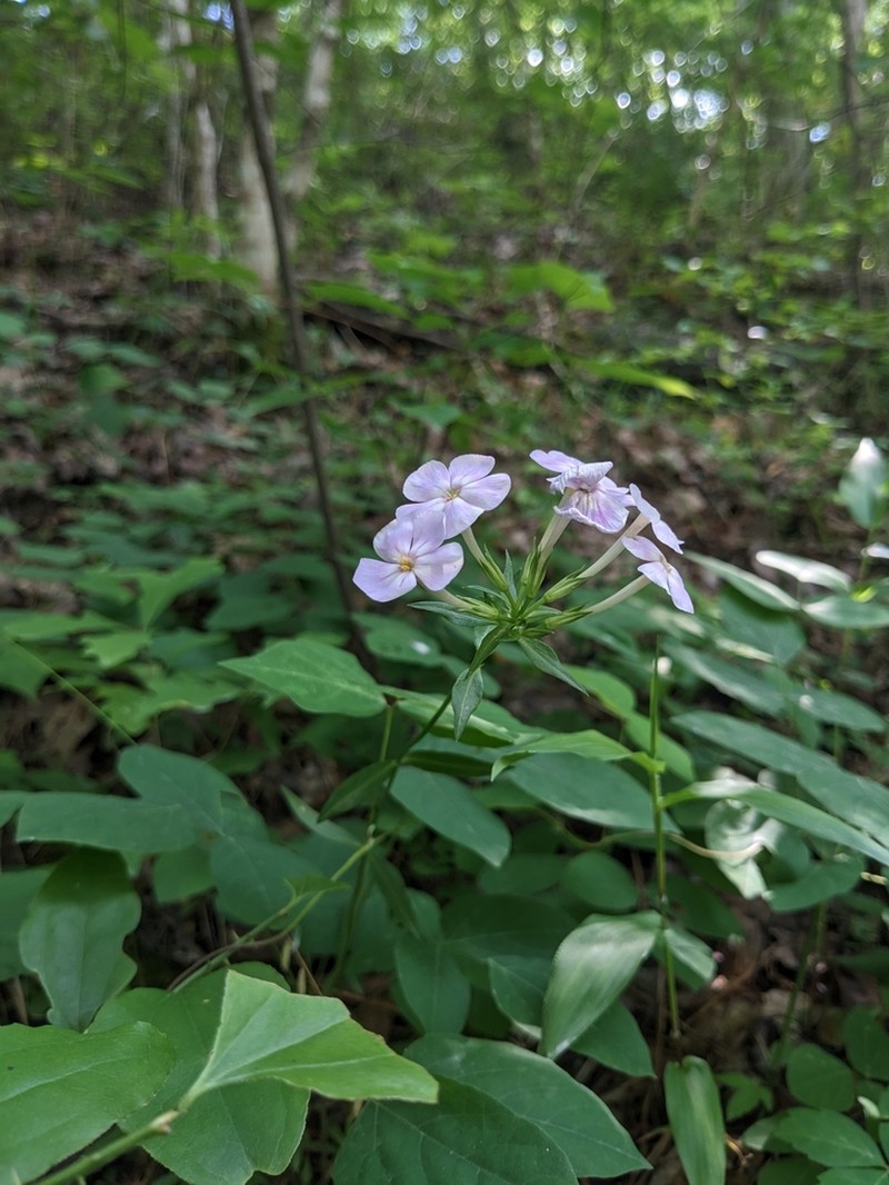 Alabama Phlox photo 8