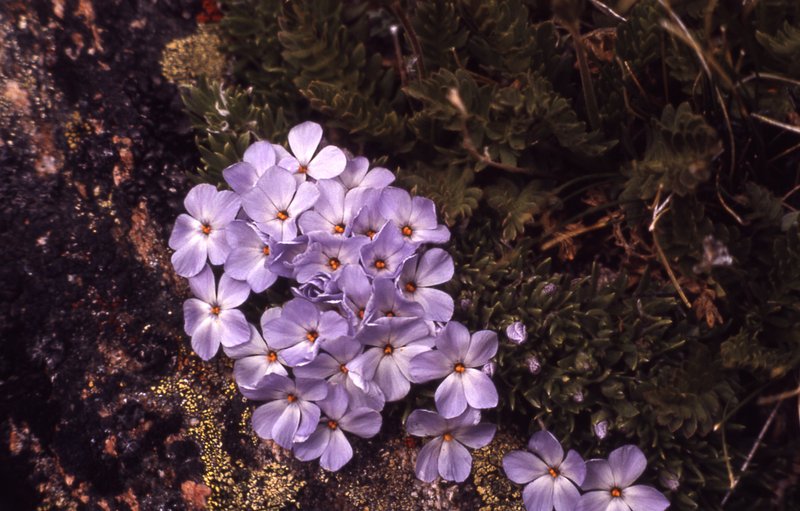 Cushion Phlox