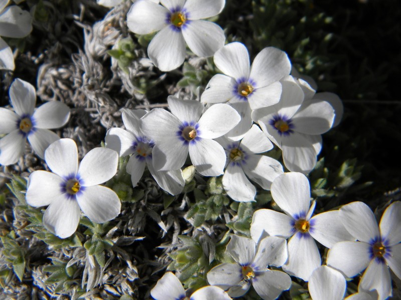 Cushion Phlox photo 2