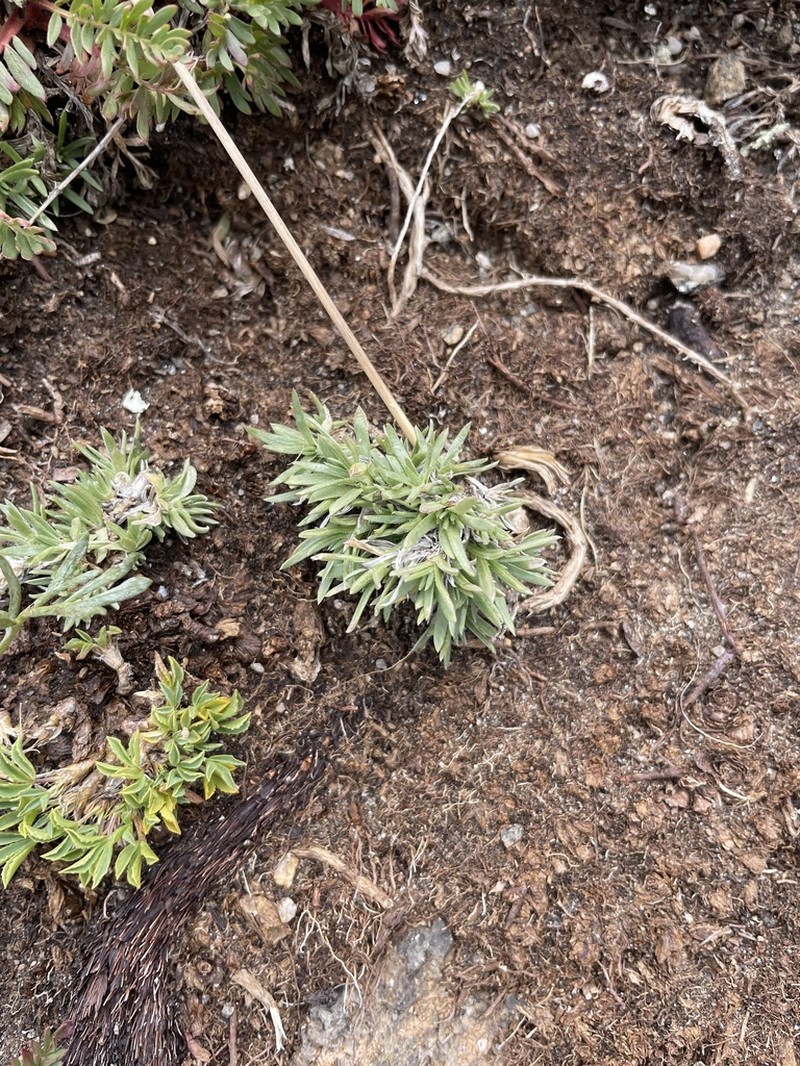 Cushion Phlox photo 3