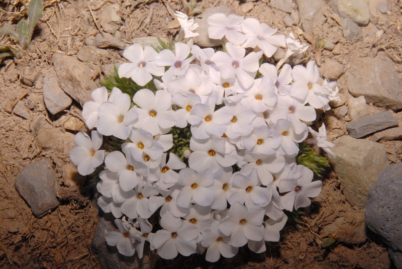 Cushion Phlox photo 4