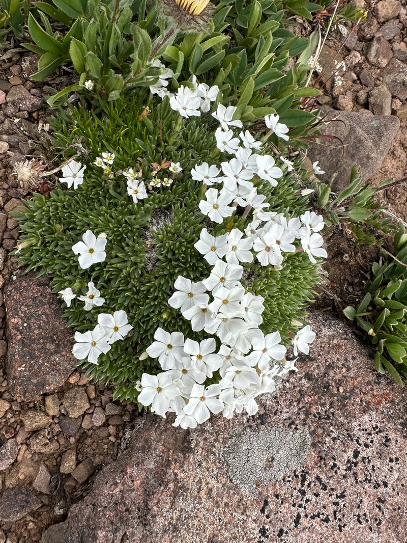 Cushion Phlox photo 6
