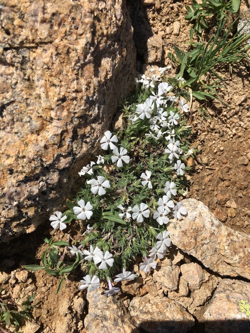 Cushion Phlox photo 7