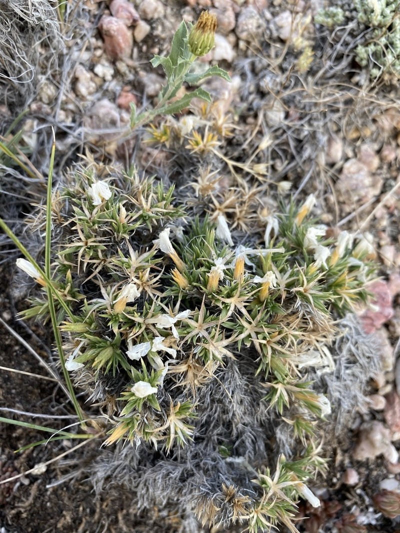 Prickly Phlox