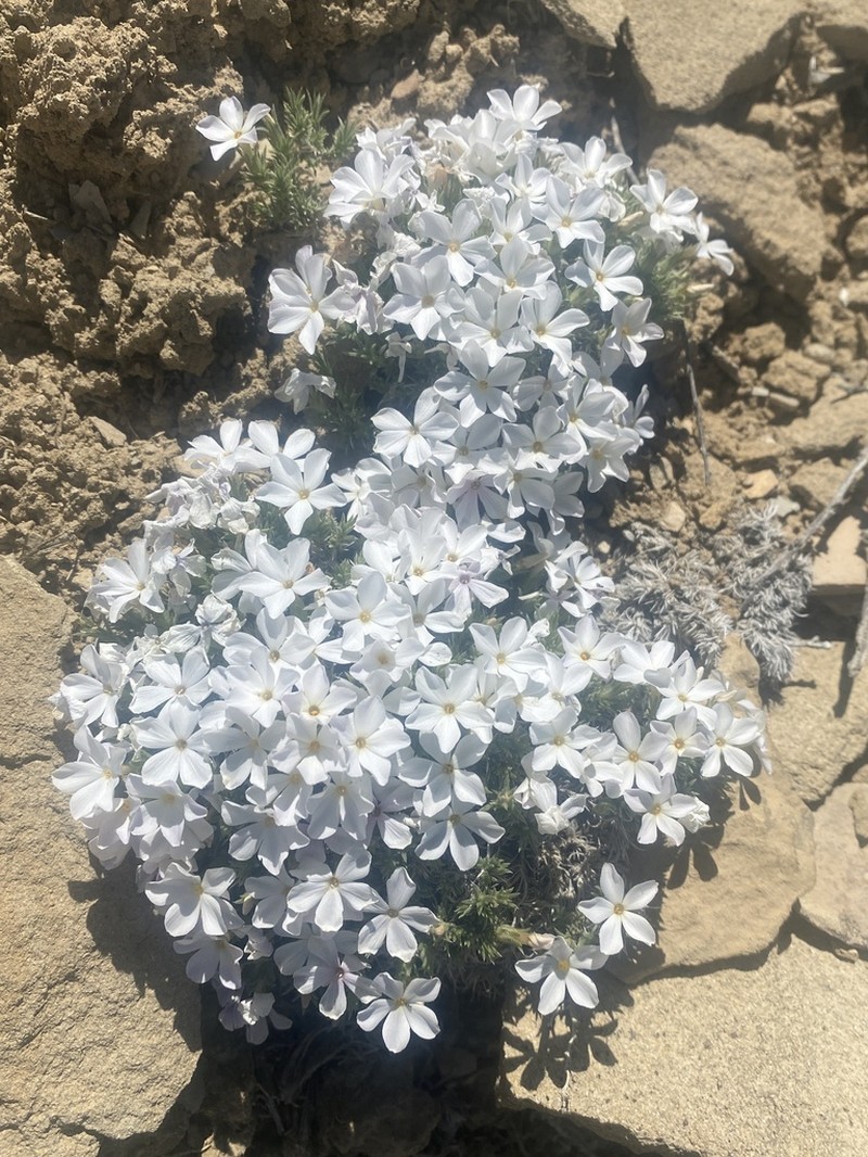 Prickly Phlox photo 2