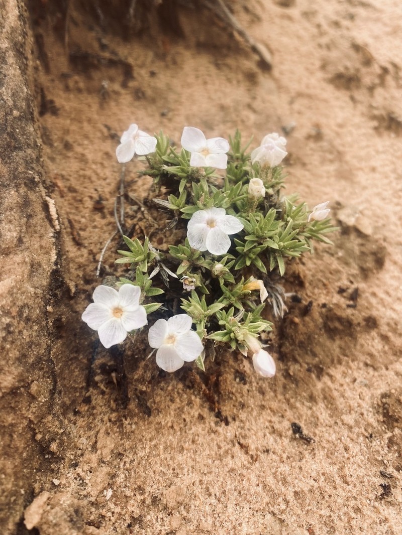Prickly Phlox photo 3