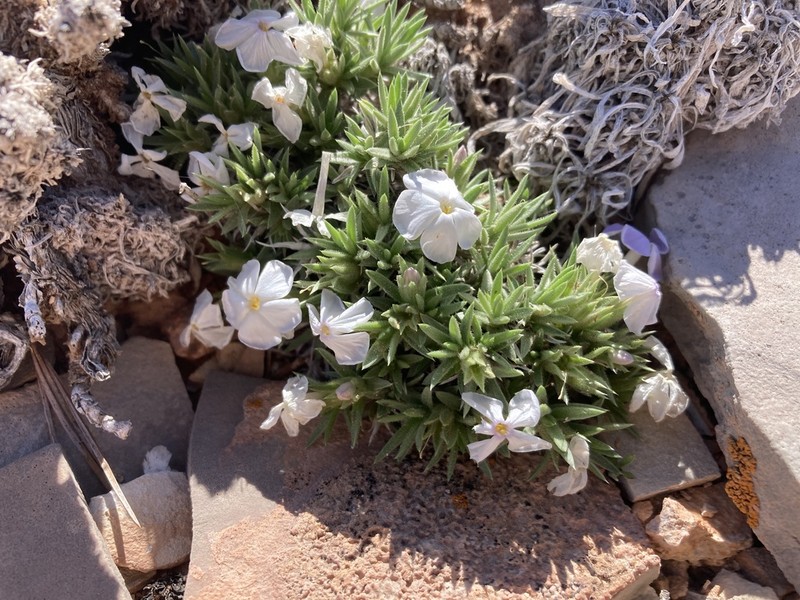 Prickly Phlox photo 4