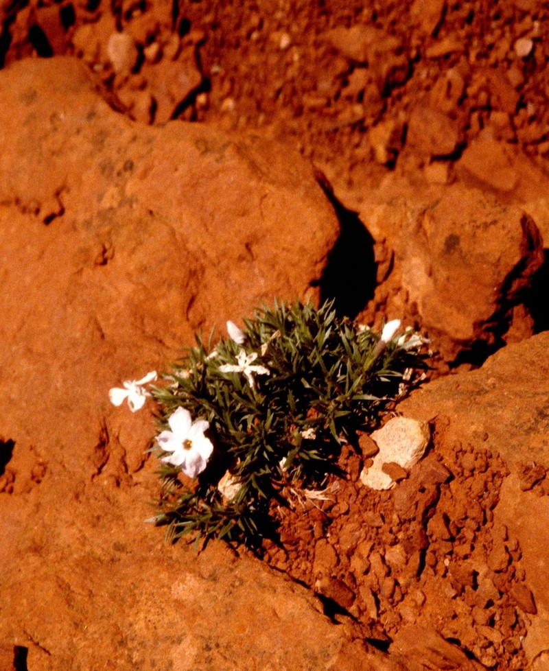 Prickly Phlox photo 5