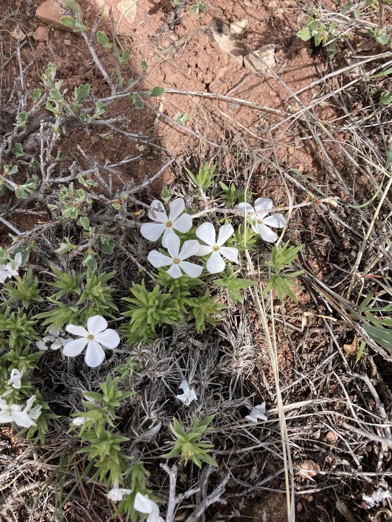Prickly Phlox photo 6