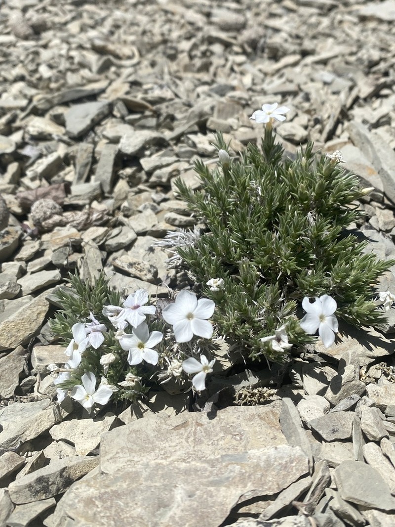 Prickly Phlox photo 7